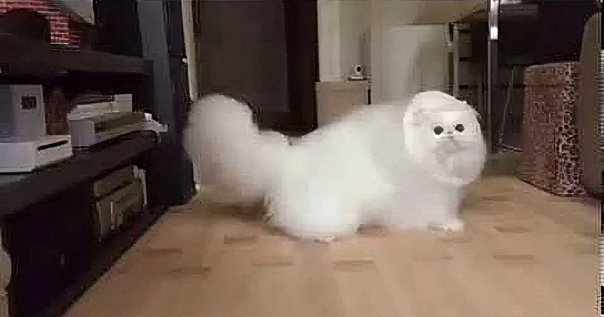 Cat Chases Toy in Slow-Motion Video. I Was Amazed at the Flow of Her Hair .