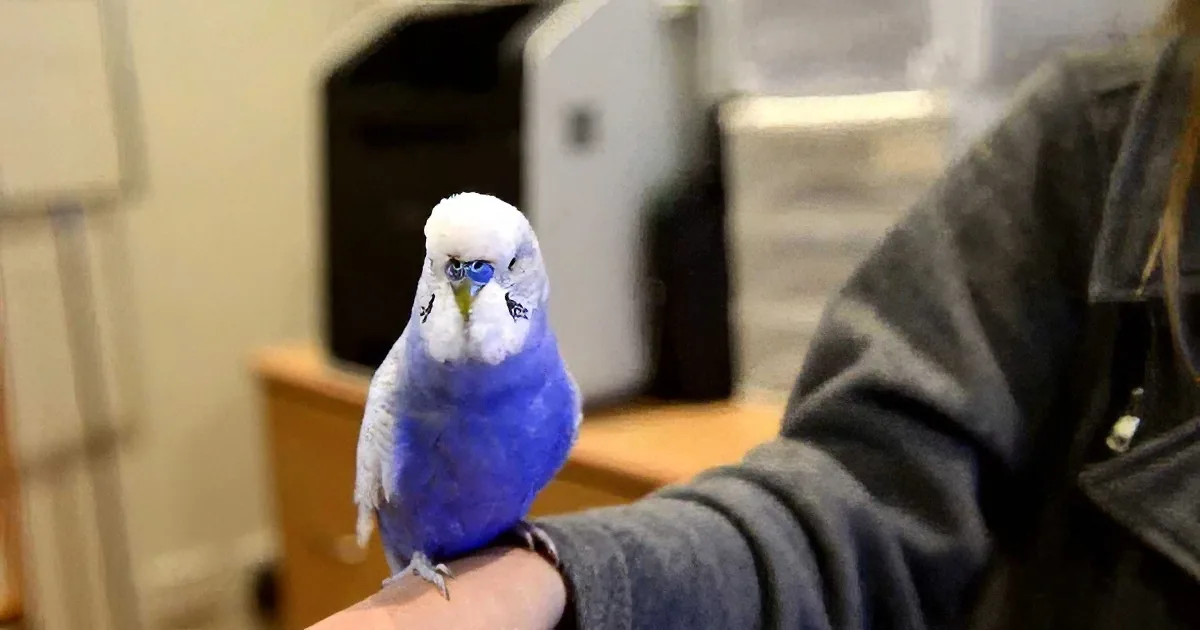 A blue and white parakeet perches on a person's arm in a room with furniture and a door.