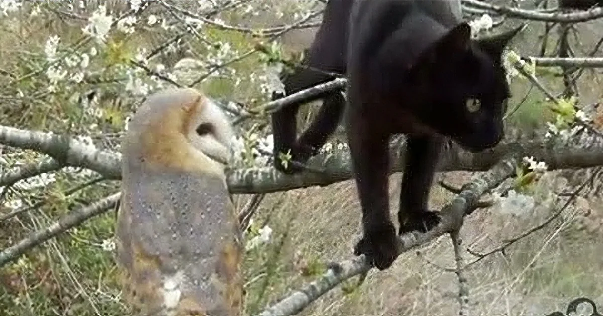 A barn owl and a black cat perch on a tree branch amidst blooming white flowers.