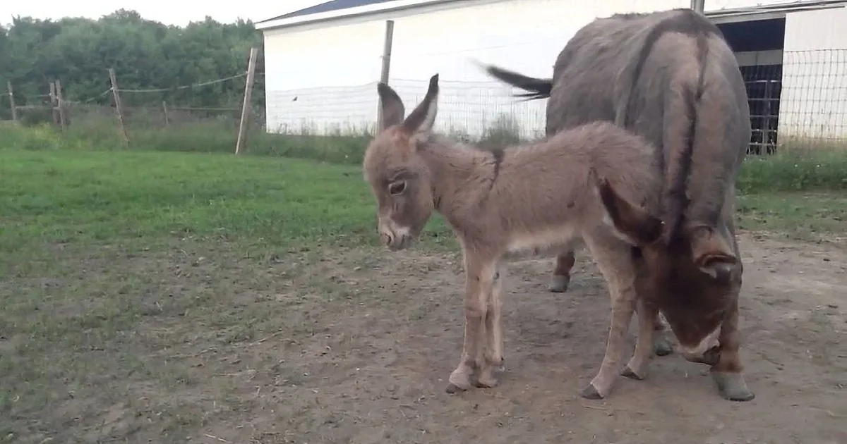 A donkey stands in a dirt area, partially obscured by a larger animal, with a grassy field and a barn in the background.