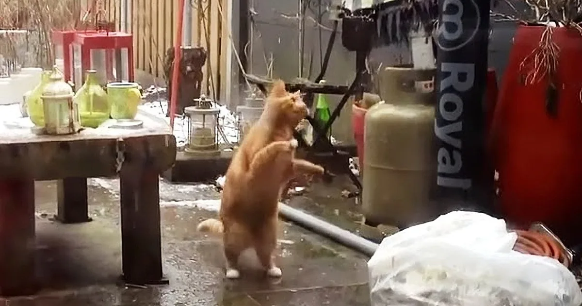 A ginger cat stands on its hind legs, looking up at something in a snowy outdoor setting with various objects around.
