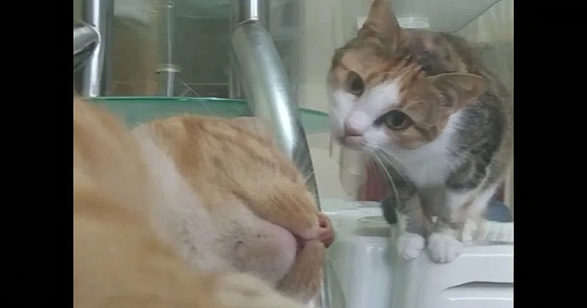 Mischievous Bored Cat Messing With Sleeping Big Brother. Hilarious!!!