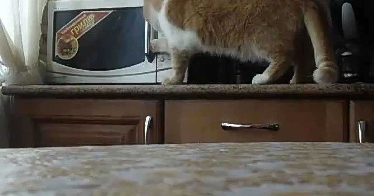 Thieving Mastermind Cat Opens Microwave to Steal Food! Absolutely Genius!