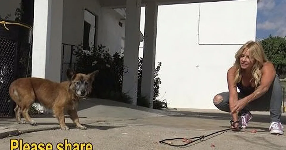 A dog stands on a concrete surface near a white building, while a woman bends down nearby, and various objects are...