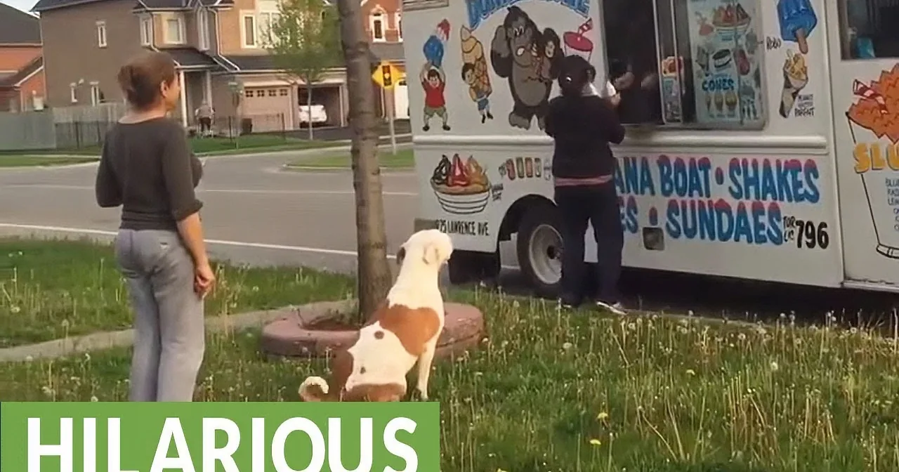A dog humorously mimics a person ordering ice cream from a truck.