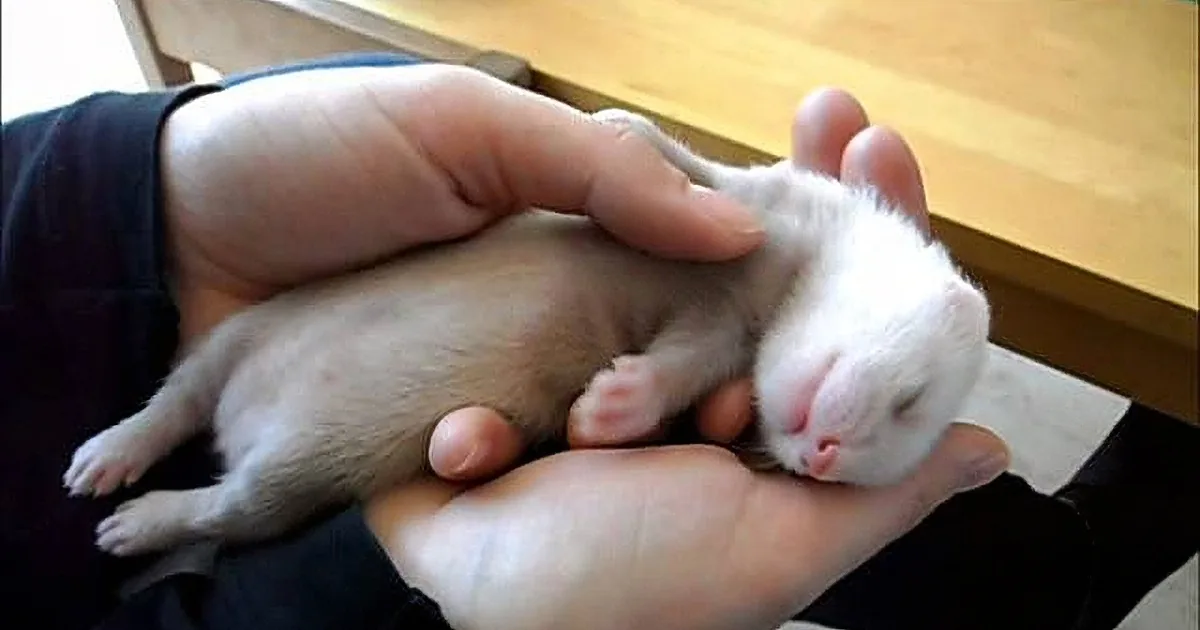 Watch How Active Baby Ferret Runs in His Sleep! Absolutely Adorable!
