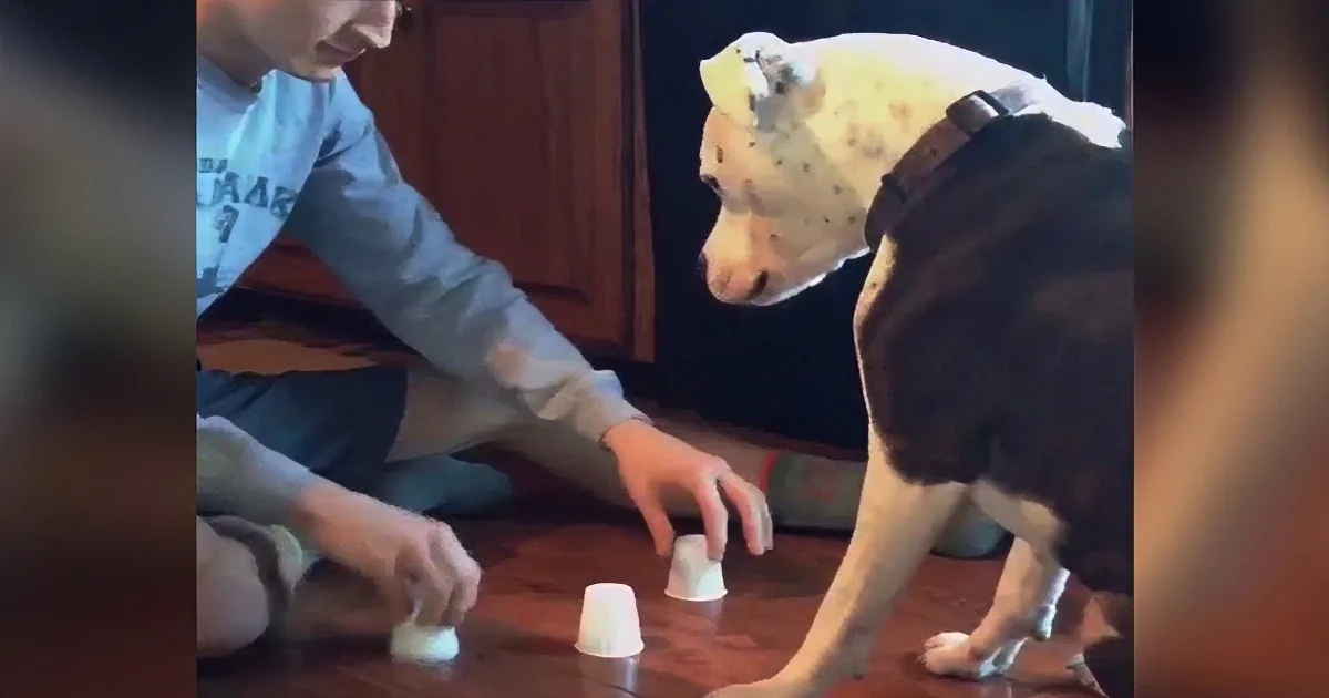 Hungry Hounds Will Keep You Laughing in Stitches as They Do Anything for a Treat! LOL!!
