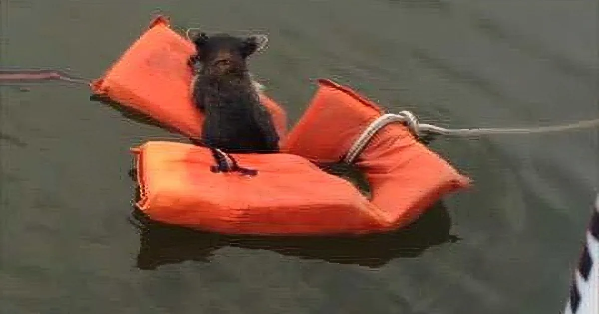 Lost Baby Raccoon Rescued After Swimming for Hours in Creek!!! Wow!
