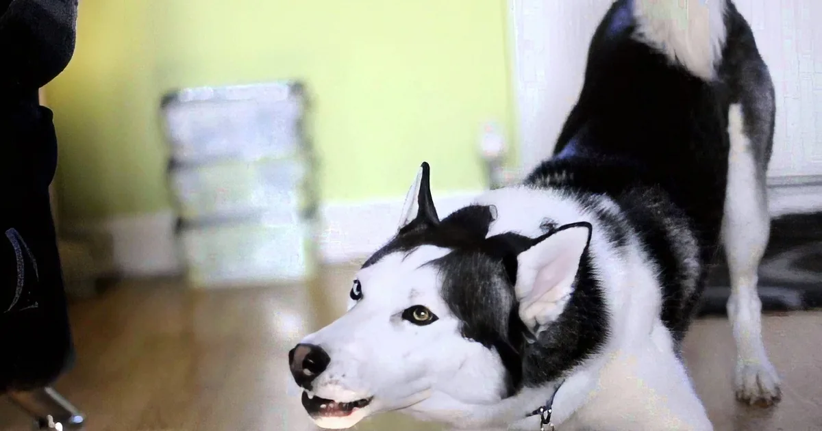 Engaging Husky Finds Himself in a Massive Argument With Dad. the Vocal Pup, Won''t Give In!