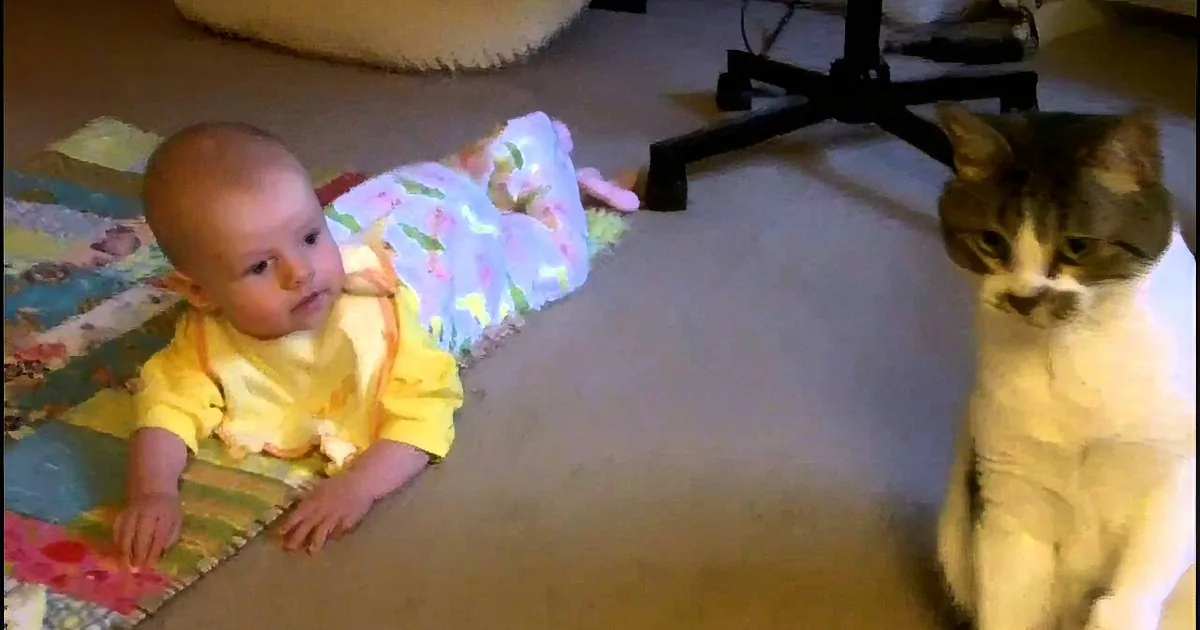 Entrancing Cat Meets New Best Friend. Four-Month-Old Who Won Over His Heart- Too Adorable.