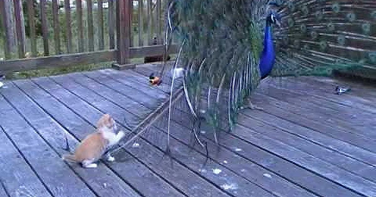 Darling Kitten Sees Peacock. When Cat Thinks the Bird Is His Giant Toy? Cuteness Overload!