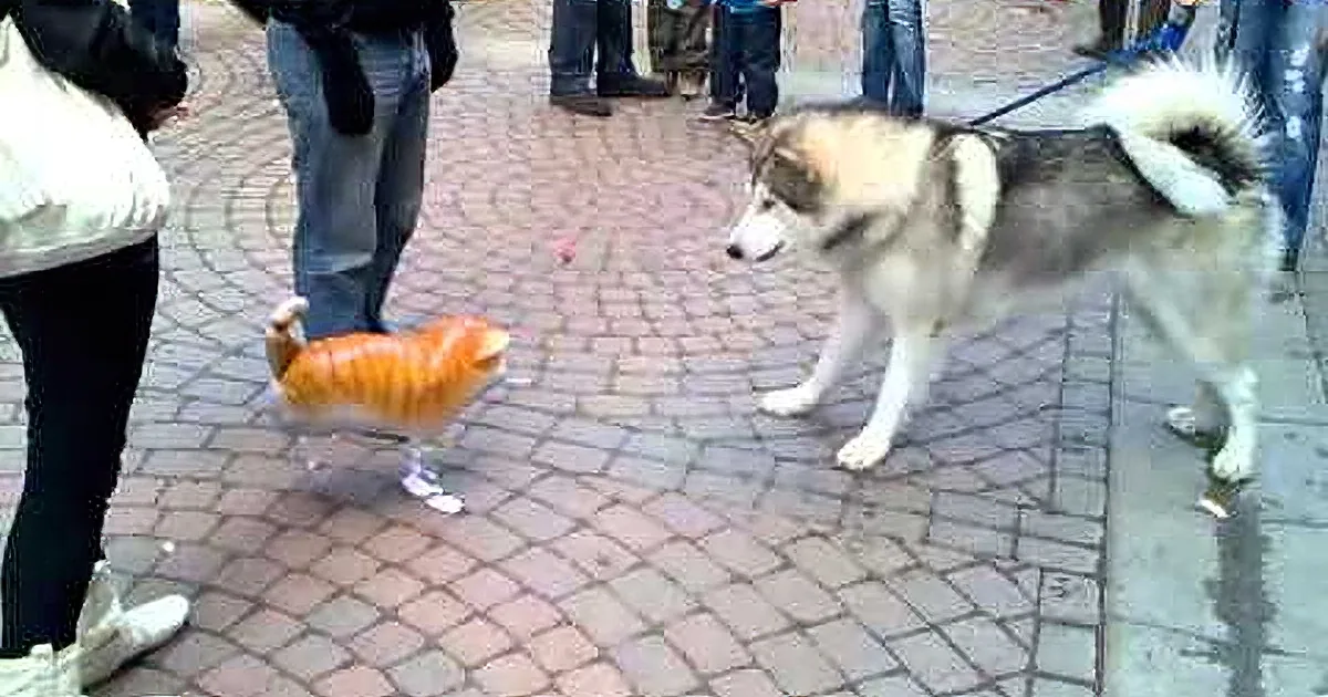 A small orange cat in a bag stands on a cobblestone path, facing a large husky dog.