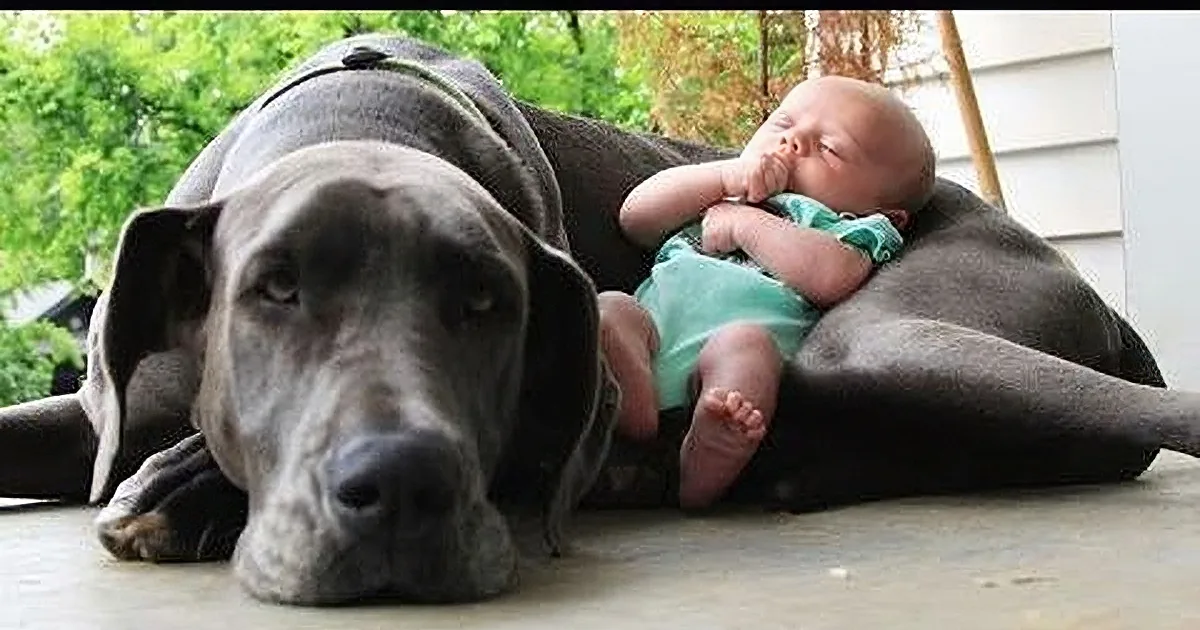 A large dog lies next to a baby, both resting on a blanket outdoors.