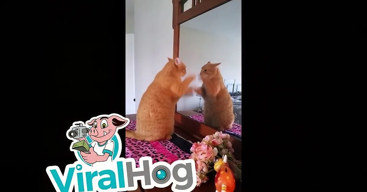 A Darling Cat Plays Game! When You Watch Kitty Play Patty Cake Alone? Laughing so Hard!