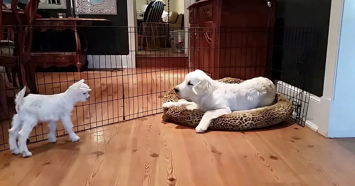 Two fluffy white puppies are playing near a resting white puppy on a leopard print bed in a fenced area.