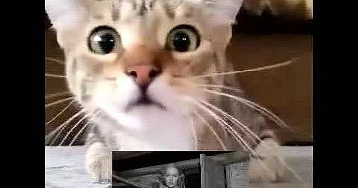 A surprised cat dominates the image, with smaller frames showing various objects and scenes in the background.