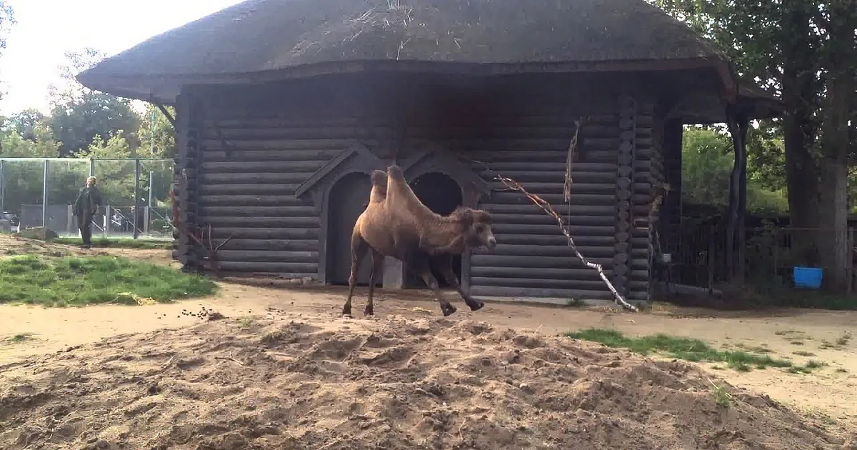 A camel stands in front of a wooden hut in a zoo enclosure, with a person walking in the background.