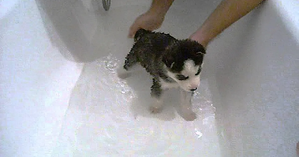 Siberian Husky Gets a Bath for First Time, Doesn''t Go Quite as Planned