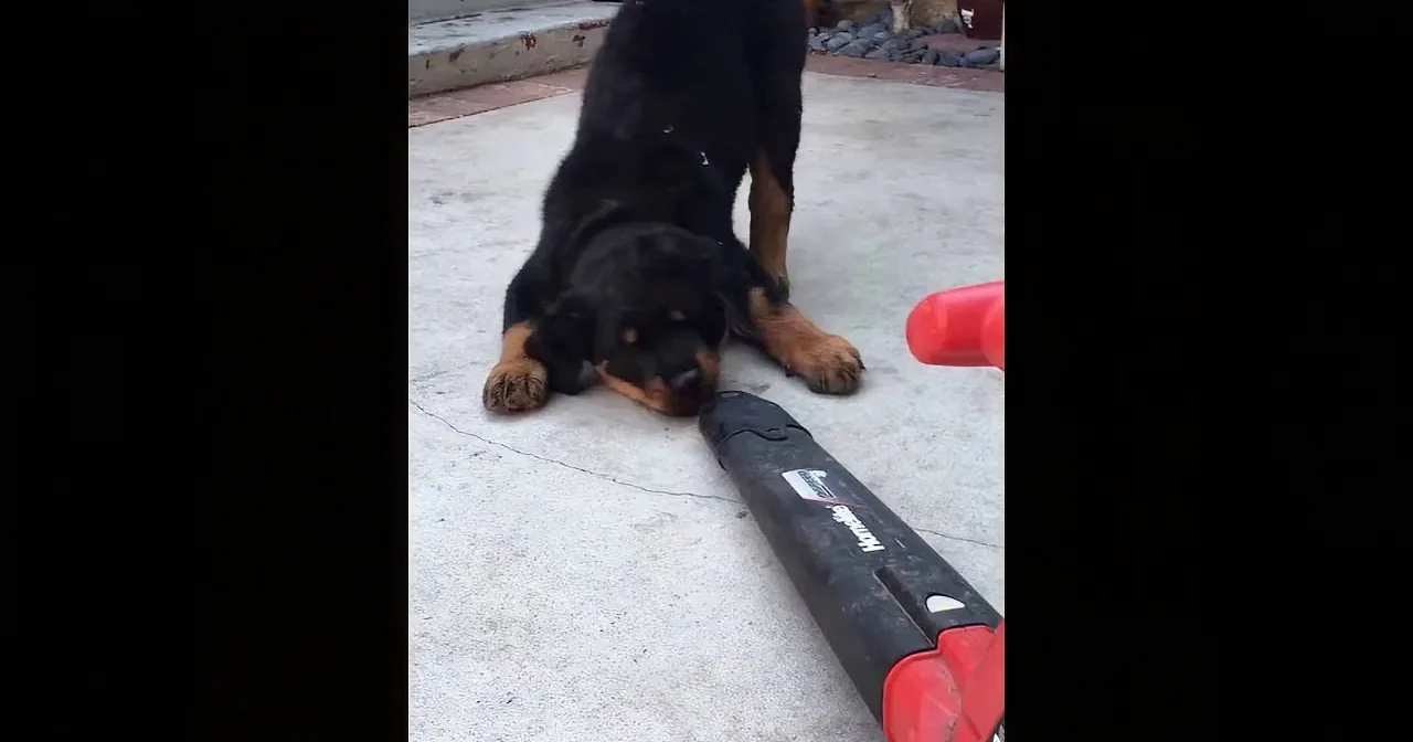 Precious Pup Discovers Leaf Blower... and It Blows Him Away!