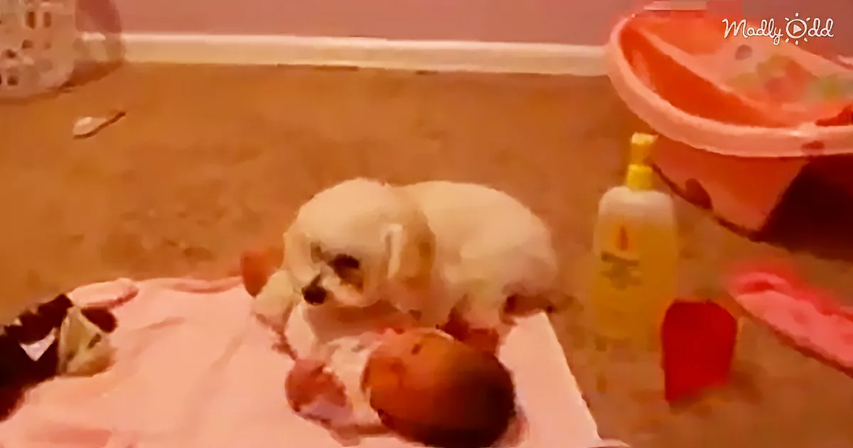 Unlikely Superhero Shields Baby From Blow Dryer