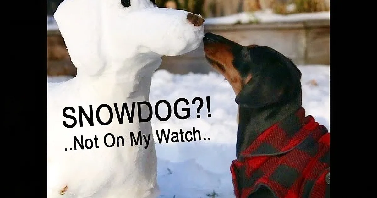 Dachshund Absolutely Destroys Snow Dog in Back Yard One Snowy Weekend!