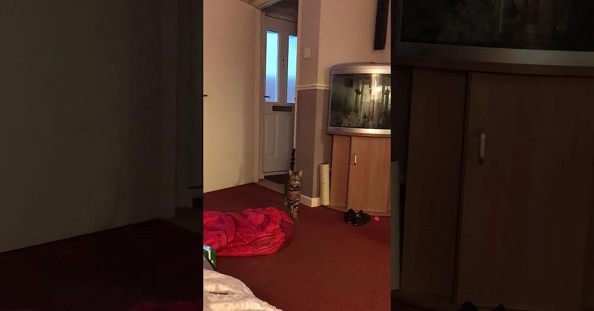 Watch Maximus the Cat Sing to Boom Boom by the Outhere Brothers! Who''s the Popstar in Town?