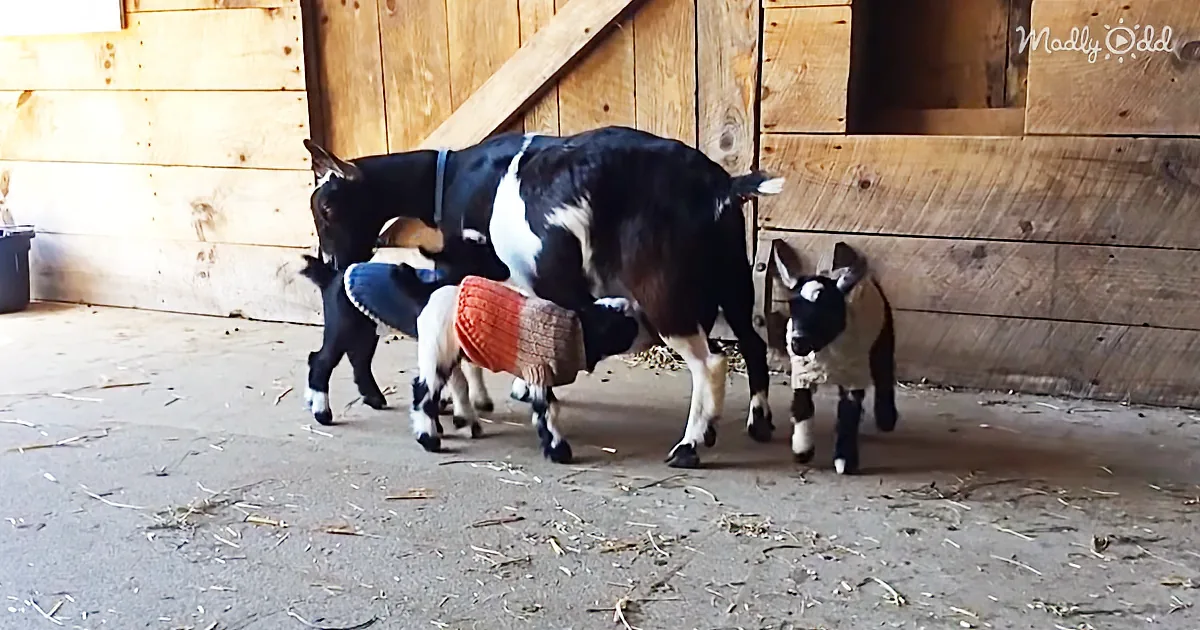 Two-Week-Old Goat Triplets in Sweaters Is About as Cute as You Can Get