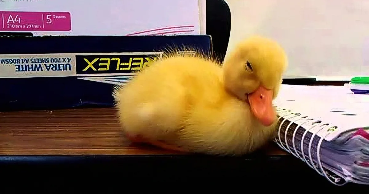 A fluffy yellow duckling sleeps on a desk, surrounded by office supplies and a computer screen.