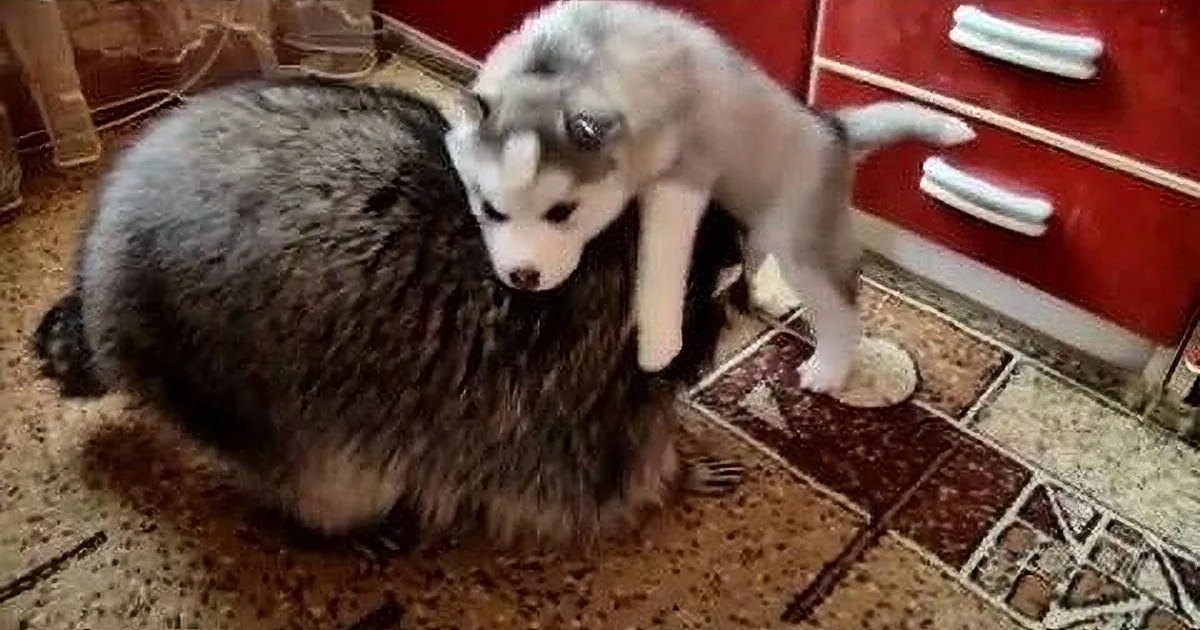 Fearless Siberian Puppy vs. Racoon and Cat Buddies, Who Wins? Adorable!