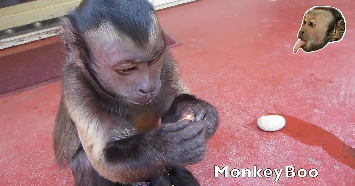 Monkey Named Boo Cracks a Nut Using His Brains - so Smart!!!