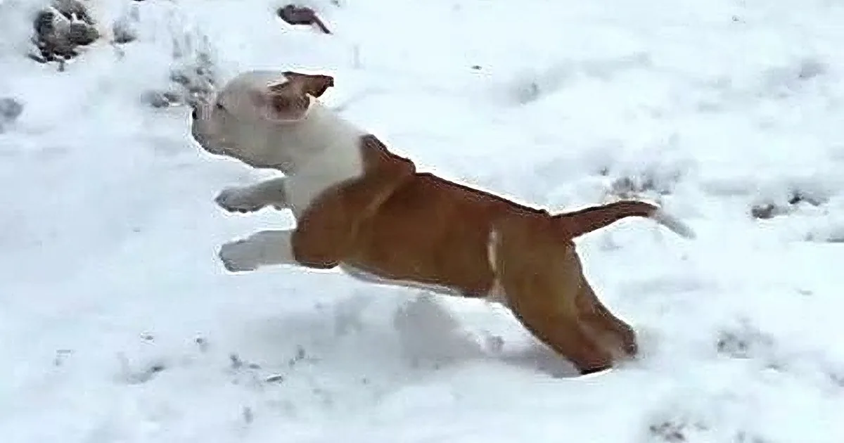 Adorable Puppies Discover Snow and Frigid Temperatures, Compilation Makes Winter Look Better!
