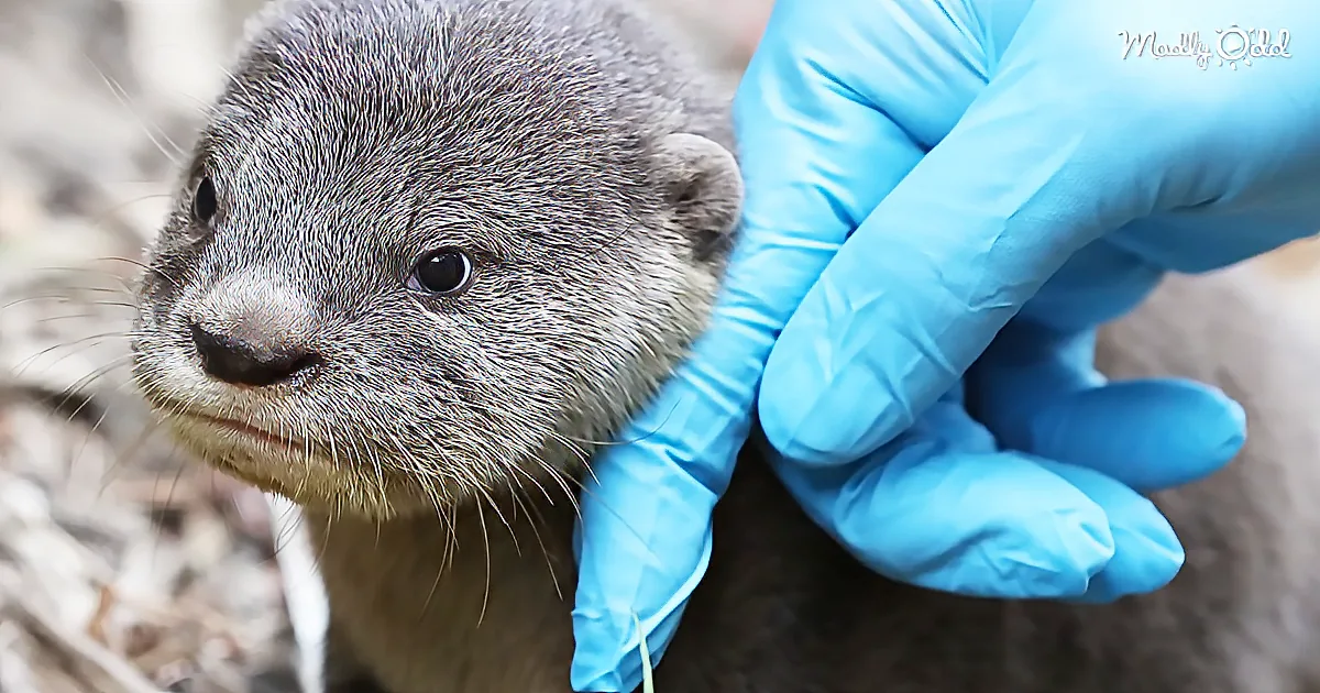 A small otter being held by a gloved hand, looking slightly to the side.