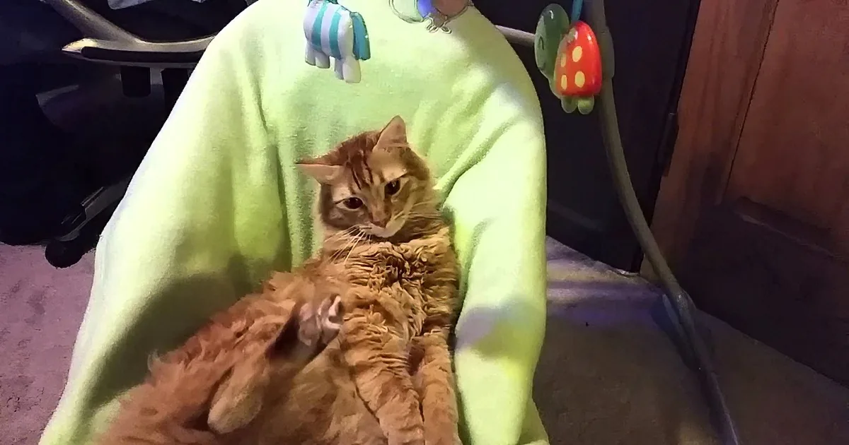 Mommy and Daddy Find Cat Resting on Something for Babies. I Cracked up at What It Was.