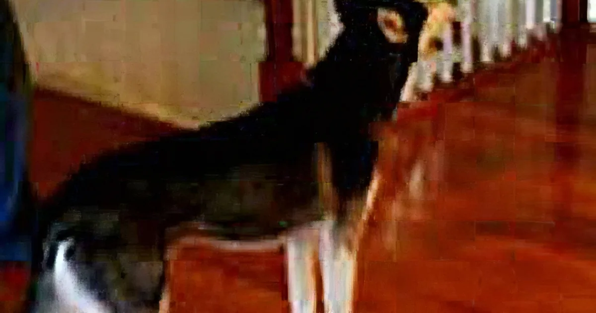 A black and white cat with a white chest and paws is sitting on a wooden staircase.