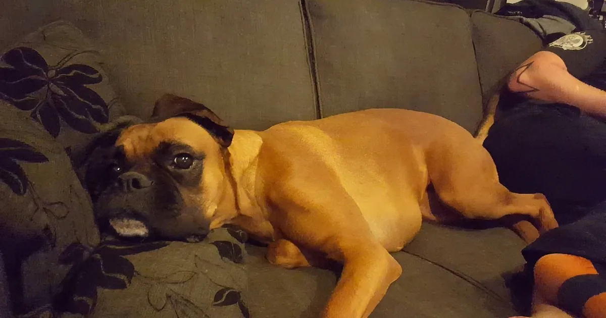 Boxer Loses Her Favorite Toy off Sofa. Why Won''t Anyone Get It for Her?