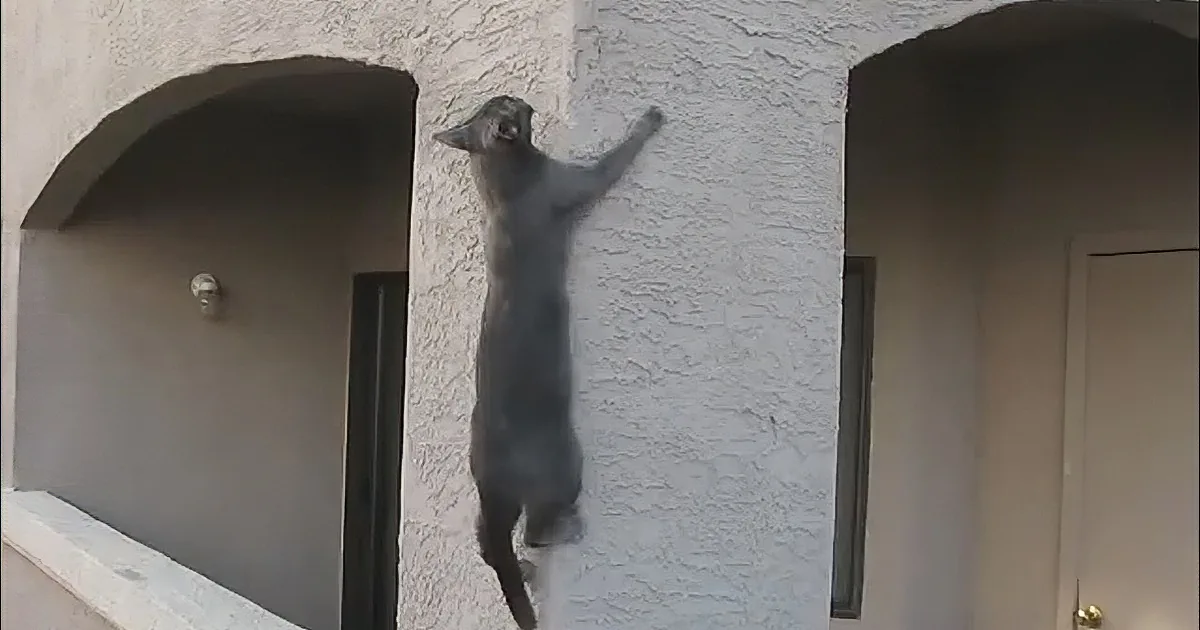 Cat Stands in Front of Apartment Building. I Fell out of My Seat at What He Did Next.