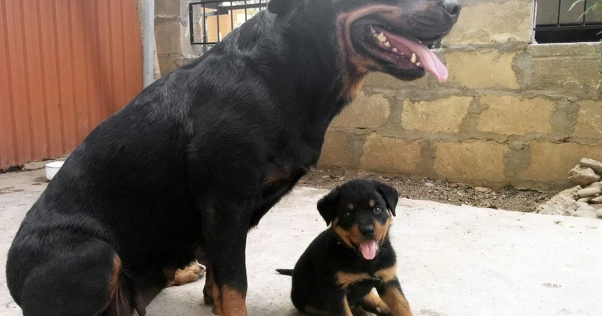 A Rottweiler and her puppies are sitting on a concrete surface near a stone wall.