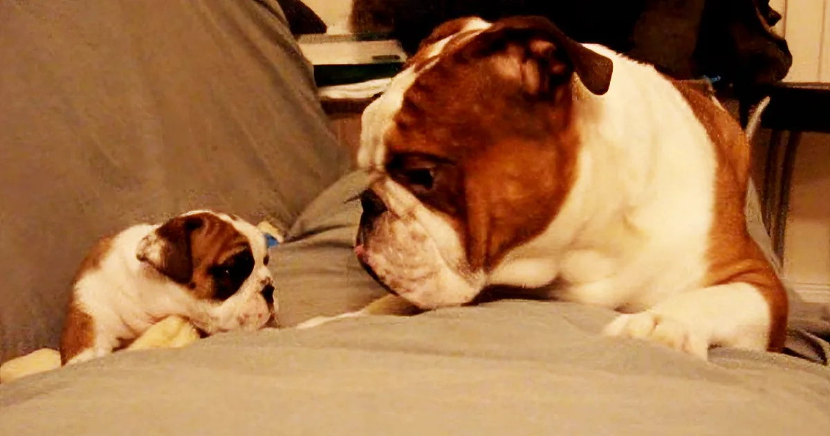 Two English Bulldogs, one adult and one puppy, rest on a couch, gazing downward.