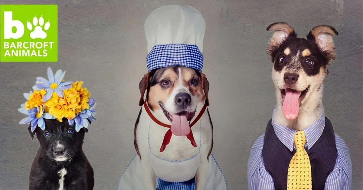 A dog in a chef's hat and apron stands next to another dog in a suit and tie, both with flower crowns.