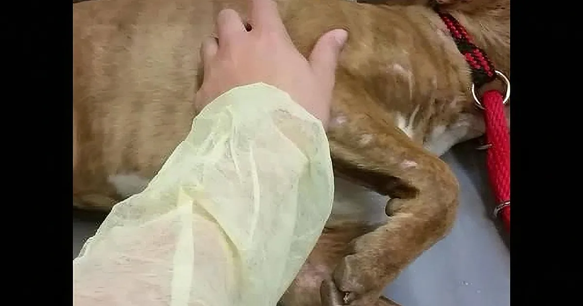 Abused Pit Bull Can''t Stop Shaking. I Couldn''t Believe What Actually Calmed Him Down.