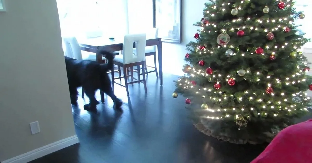 A Christmas tree adorned with lights and ornaments stands in a room with a dark floor and a dining area in the background.