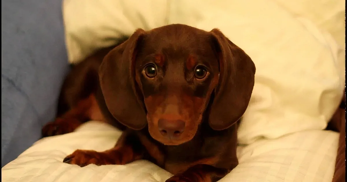 Daddy Wants Dachshund Puppy off His Pillow. Dachshund Puppy Doesn''t Think That Sounds Fun