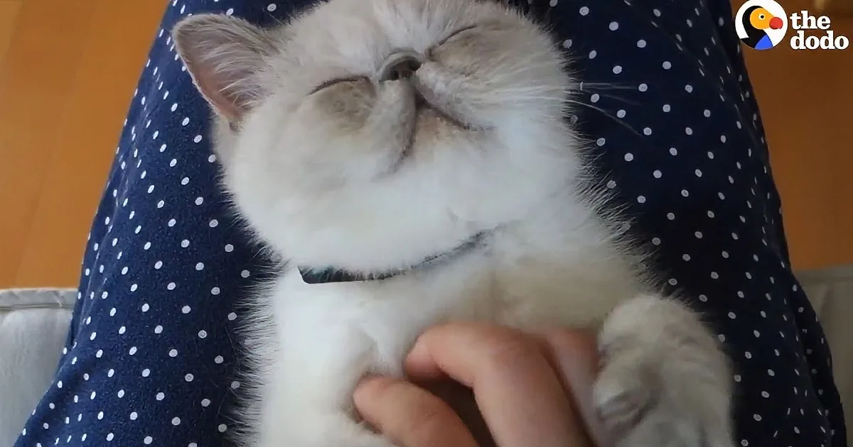 Fluffy Kitty Is Getting Her Belly Rubbed. I Dare You Not to Become Relaxed.