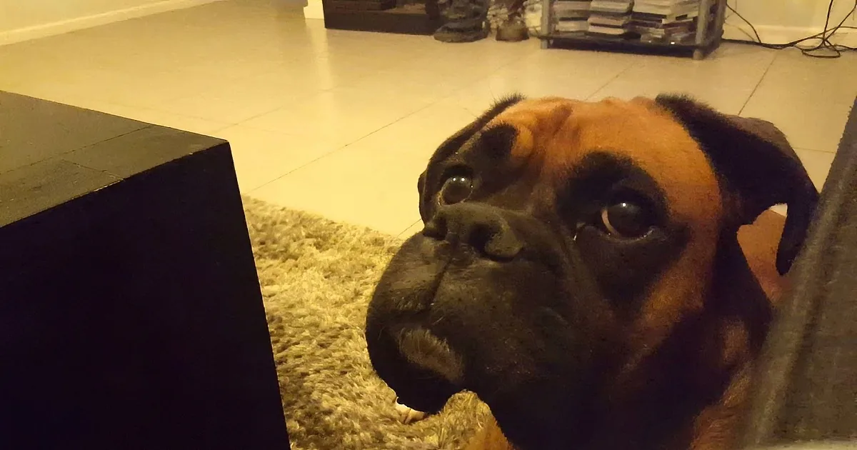 Boxer Watches Her Mommy Eat an Ice Cream Bar. Her Eyes Said so Much.
