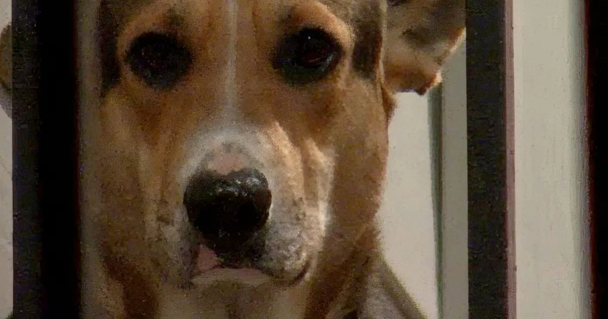 German Shepherd Waits Outside Houston Apartment. Her Reason Broke My Heart.