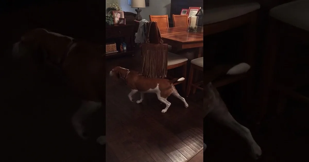 A beagle dog is running energetically across a wooden floor in a dimly lit room.