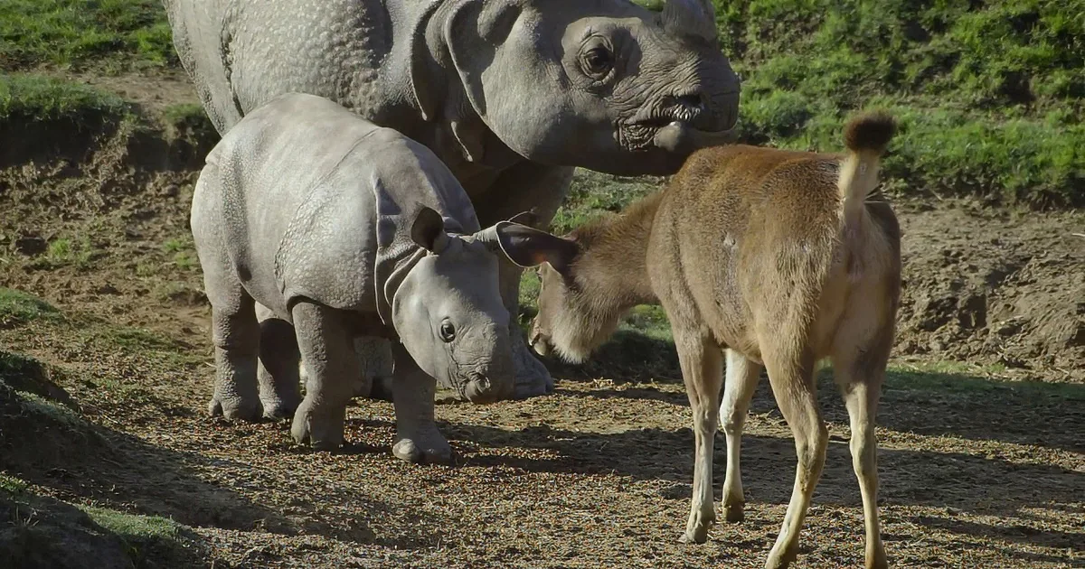 Baby Rhino Comes out to Meet Fellow Zoo Animals. I Clapped With Delight at Seeing Him.