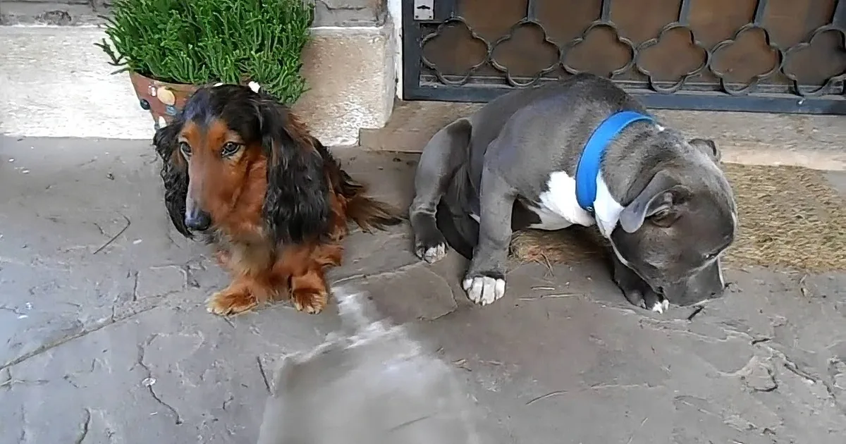 A dachshund and a pit bull are lying on a cracked concrete surface near a potted plant and a metal gate.