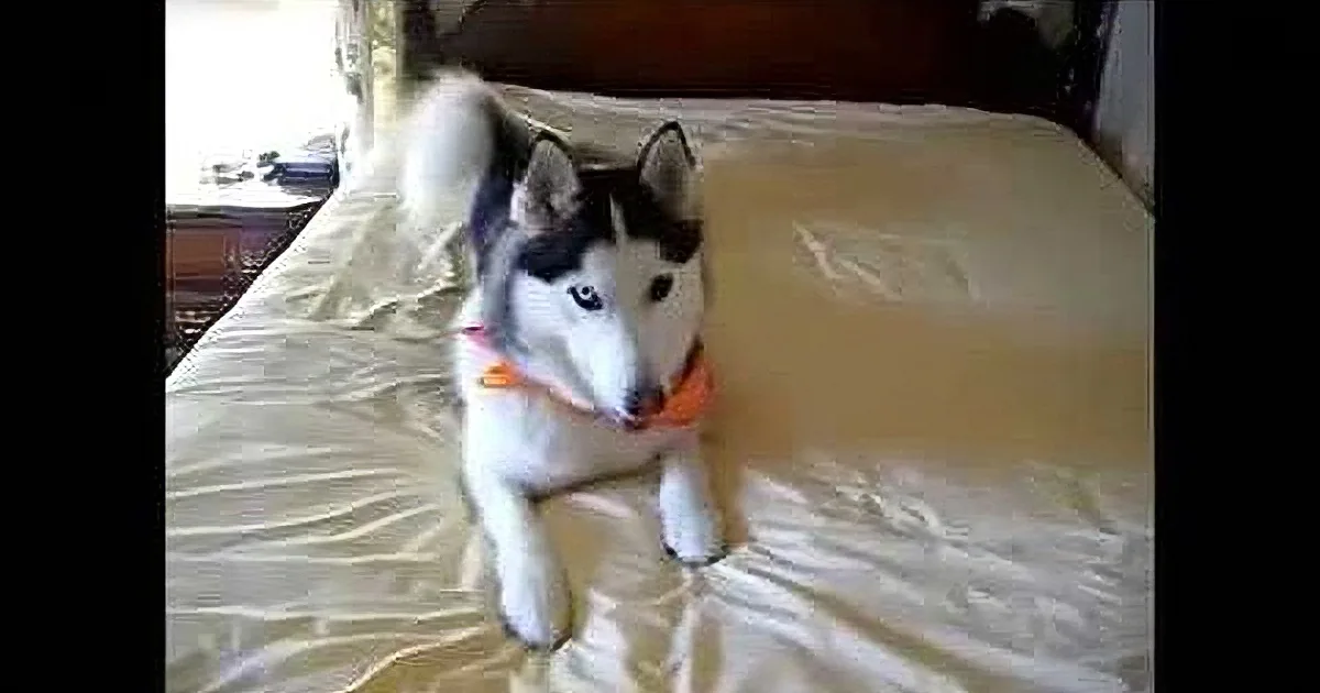 Huskie''s Parents Start Making Their Bed. I Was so Smitten With Her Reaction.