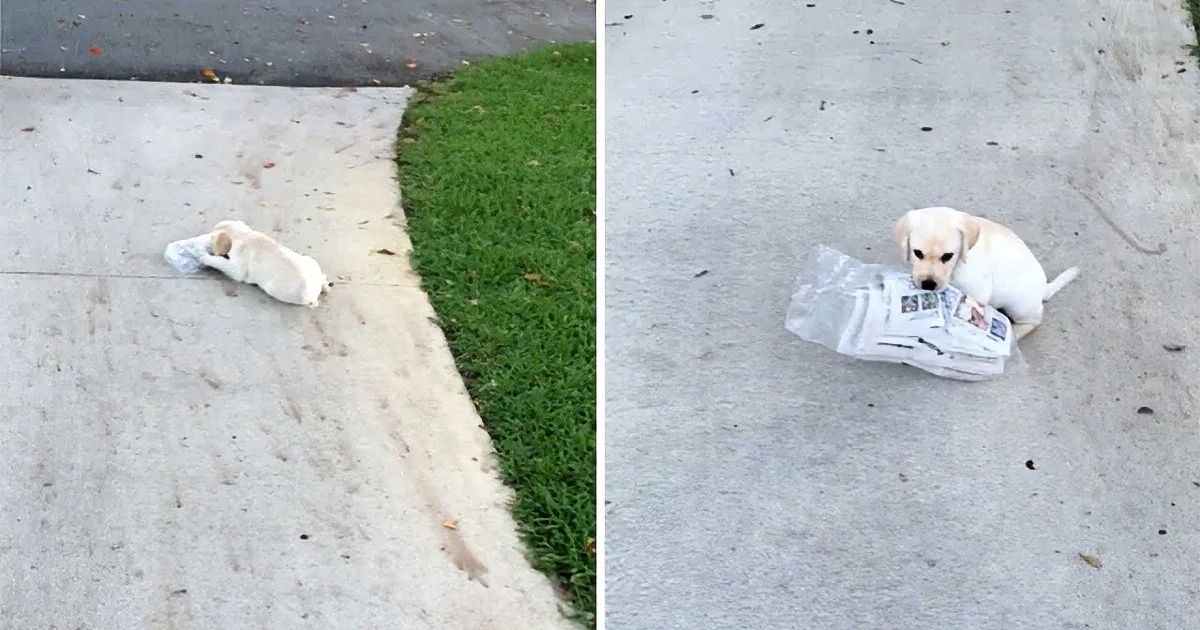 Daddy Walks to End of Driveway. I Don''t Think He Expected to See His Dog With This.